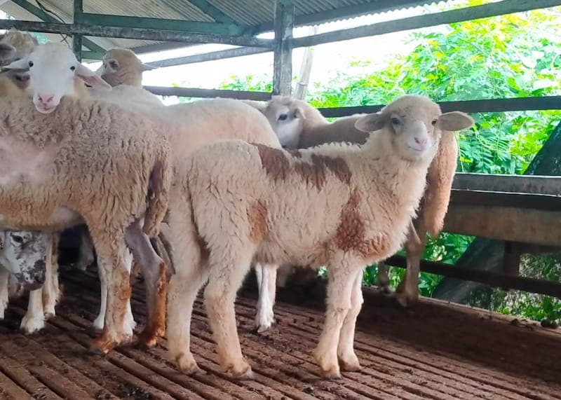 Kambing Gibas