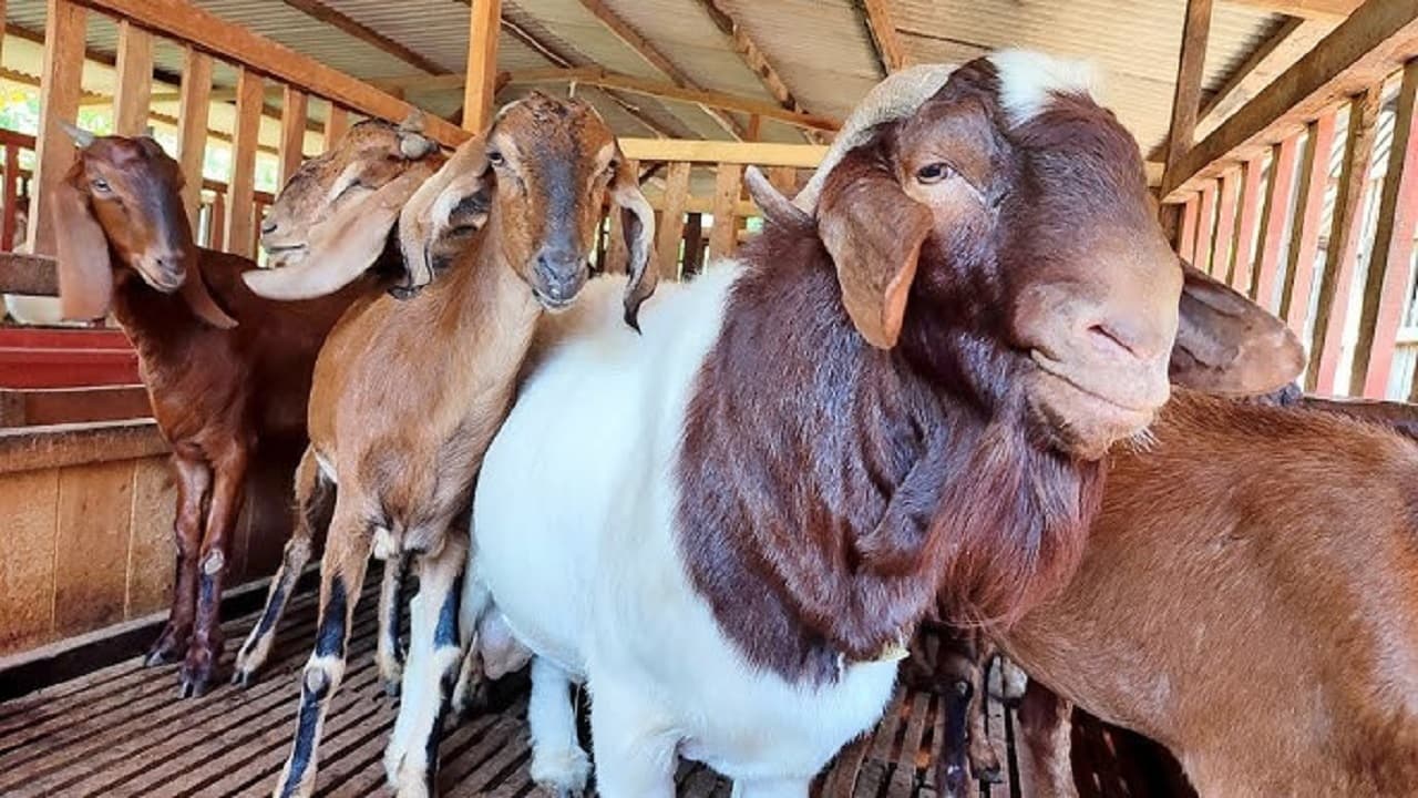 Kambing Jawa Randu